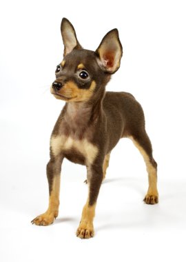 küçük chihuahua yavrusu