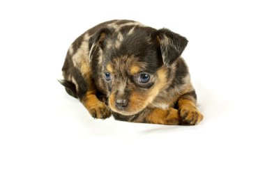 küçük chihuahua yavrusu