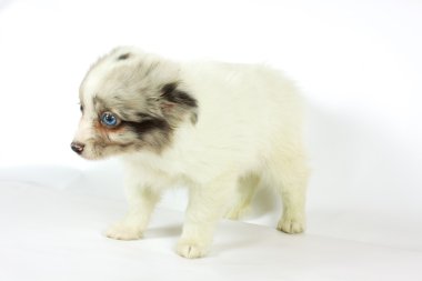 küçük chihuahua yavrusu