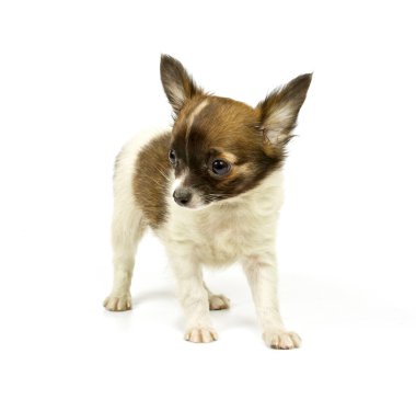 Chihuahua küçük köpek yavrusu