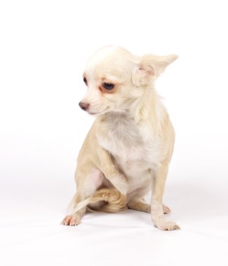 Chihuahua küçük köpek yavrusu