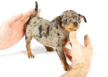 küçük chihuahua yavrusu