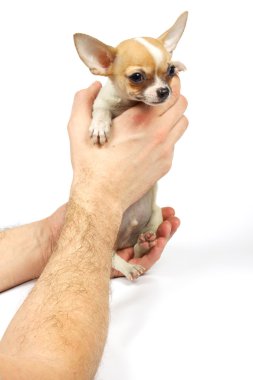 Chihuahua küçük köpek yavrusu