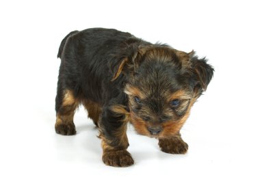 sevimli güzel yorkshire terrier yavru köpek oturuyor. izole