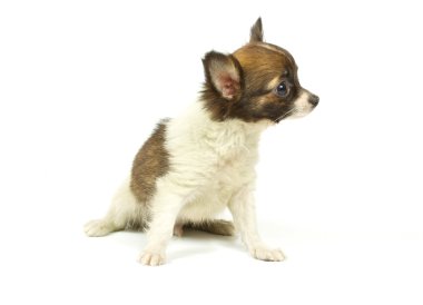 Chihuahua küçük köpek yavrusu