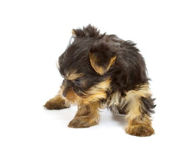sevimli güzel yorkshire terrier yavru köpek oturuyor. izole