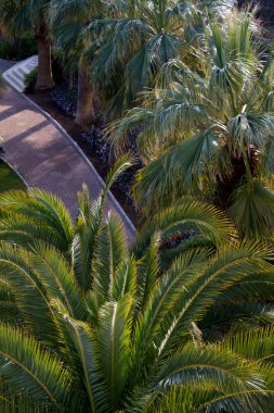 eski antalyan plajda palmiye