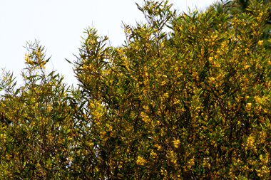 Mimosa boom met gele bloemen