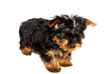 Yorkshire terrier yavrusu