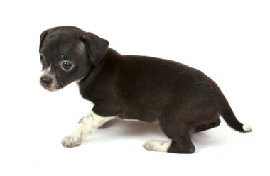 küçük chihuahua yavrusu