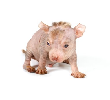 Çince Tepeli Köpek yavrusu