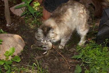 kedi bir fare avlar