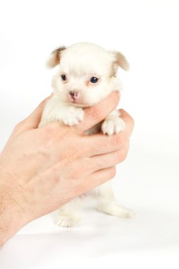 komik köpek chihuahua pozlar