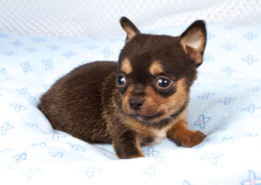 portre sevimli safkan köpek Chihuahua köpek yavrusu ev