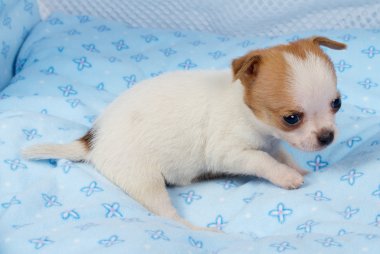 portre sevimli safkan köpek Chihuahua köpek yavrusu ev