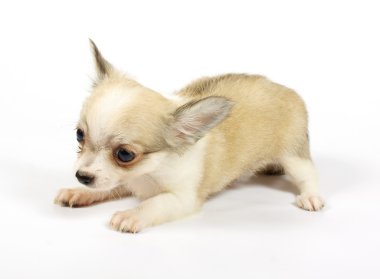 küçük chihuahua yavrusu