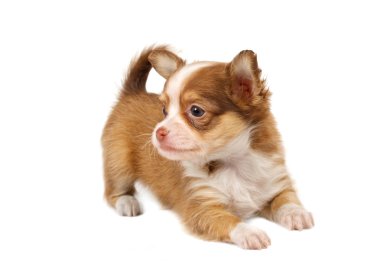 Beyaz ba önünde bir tatlı safkan köpek chihuahua portresi