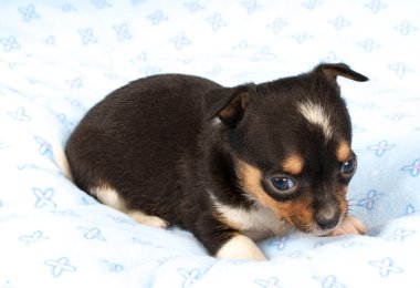 portre sevimli safkan köpek Chihuahua köpek yavrusu ev