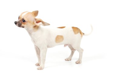 komik köpek chihuahua pozlar