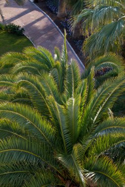 eski antalyan plajda palmiye