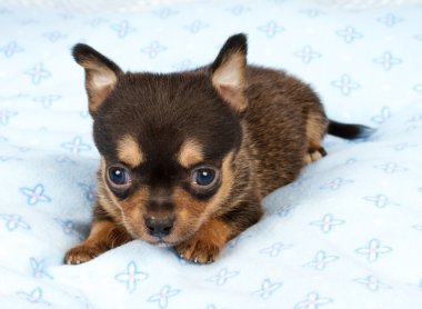 portre sevimli safkan köpek Chihuahua köpek yavrusu ev