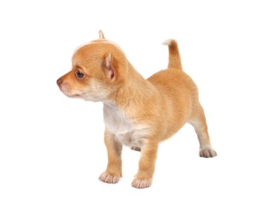 Beyaz ba önünde bir tatlı safkan köpek chihuahua portresi
