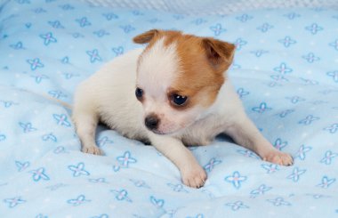 portre sevimli safkan köpek Chihuahua köpek yavrusu ev