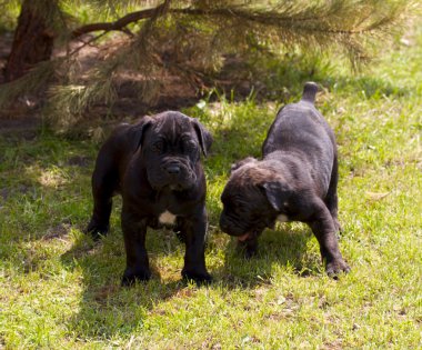 Cane corso puppy clipart