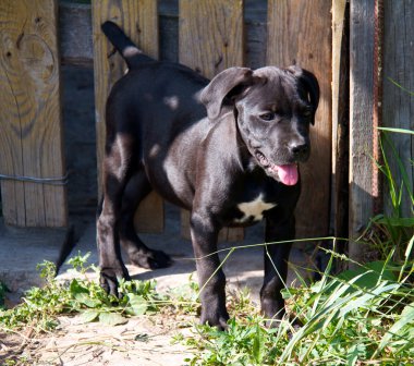 Cane corso köpek yavrusu