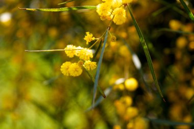 Mimosa boom met gele bloemen