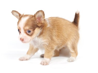 Beyaz ba önünde bir tatlı safkan köpek chihuahua portresi