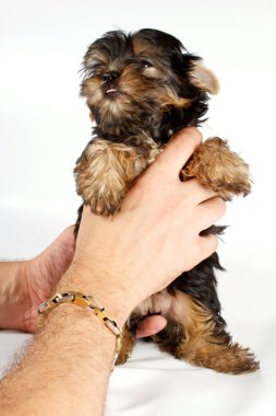 Beyaz bir adam önünde Yorkshire Terrier köpek yavrusu (3 ay)
