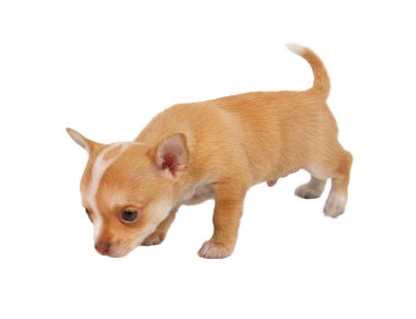 Beyaz ba önünde bir tatlı safkan köpek chihuahua portresi