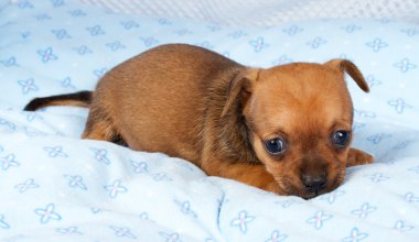 portre sevimli safkan köpek Chihuahua köpek yavrusu ev