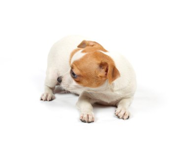 komik köpek chihuahua pozlar