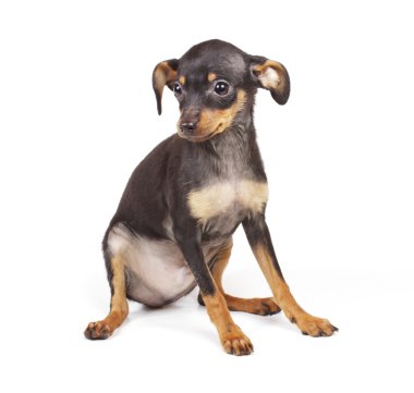 Chihuahua küçük köpek yavrusu
