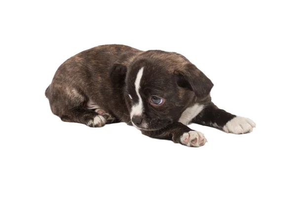 Ritratto di un simpatico cucciolo di razza pura chihuahua davanti a ba bianca — Foto Stock