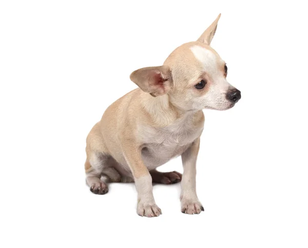 Retrato de un lindo cachorro de raza pura chihuahua delante de ba blanca — Foto de Stock