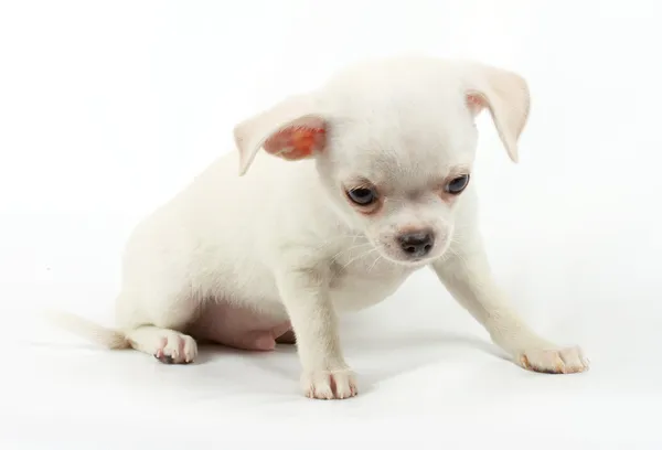 Lindo pequeño chihuahua cachorro sentado en blanco mirando a la cámara es —  Fotos de Stock