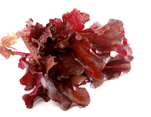 Salad leaves isolated on the white
