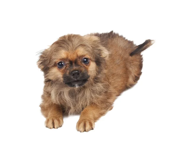 可爱的纯种小狗吉娃娃在白广管局的肖像 — 图库照片