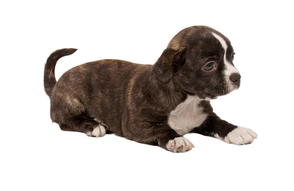 Portret van een schattige rasechte puppy chihuahua voor witte ba — Stockfoto