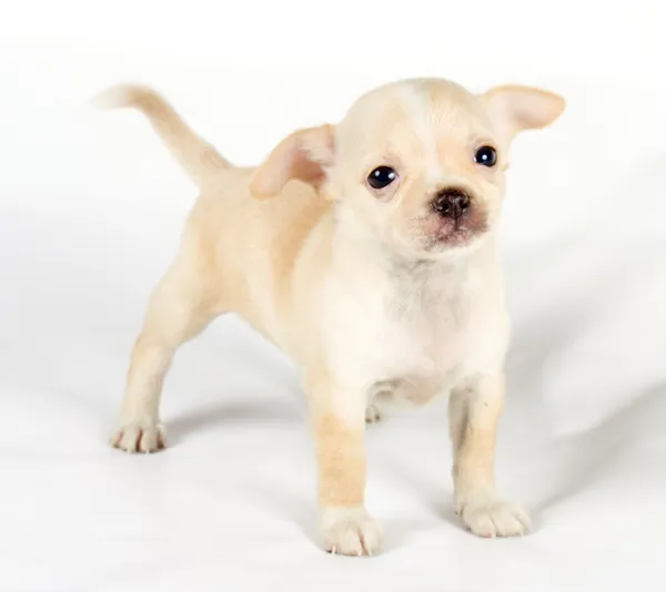 Симпатичный маленький щенок чихуахуа, сидящий на белом, глядя в камеру, — стоковое фото