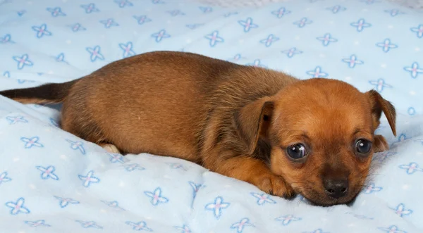 Portret van een schattige rasechte puppy chihuahua in de pup-huis — Stockfoto