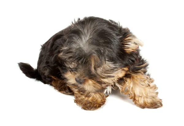 Puppy van de Terriër van Yorkshire (3 maanden) voor een witte pagina — Stockfoto