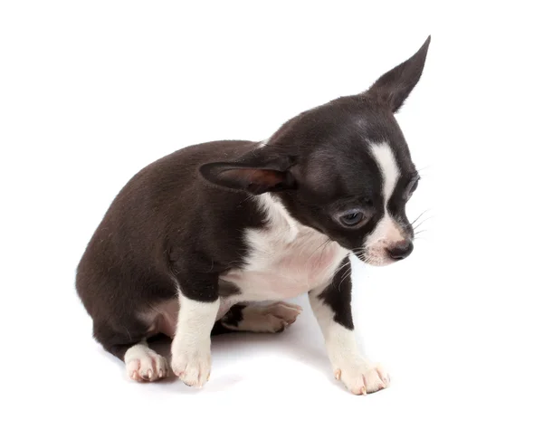 Niedliche kleine Chihuahua-Welpen sitzen auf weißen Blick in die Kamera ist — Stockfoto