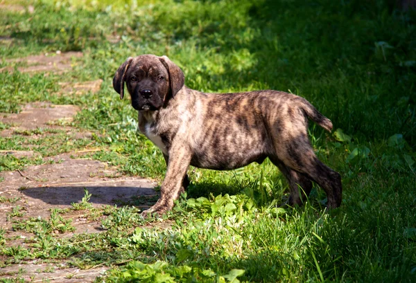 Bastón corso cachorro — Foto de Stock