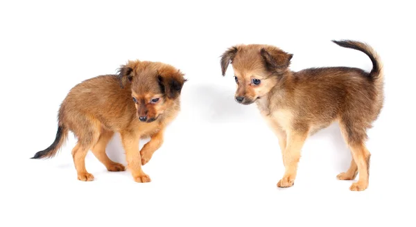 ตลกลูกสุนัข Chihuahua โพส — ภาพถ่ายสต็อก