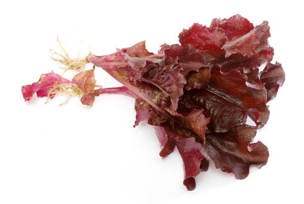 Salad leaves isolated on the white