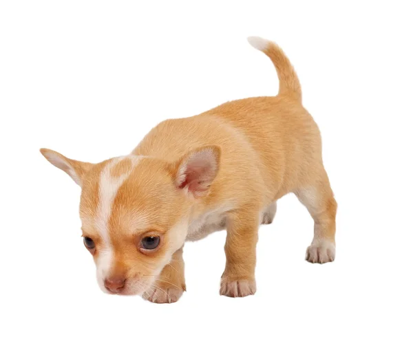 Portrait of a cute purebred puppy chihuahua in front of white ba — Stock Photo, Image